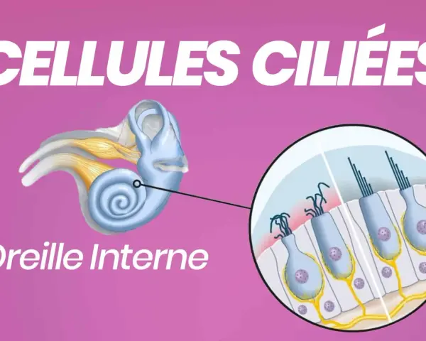 Illustration de l'oreille interne montrant des cellules ciliées avec leurs cils vibratiles, essentiels à l'audition.
