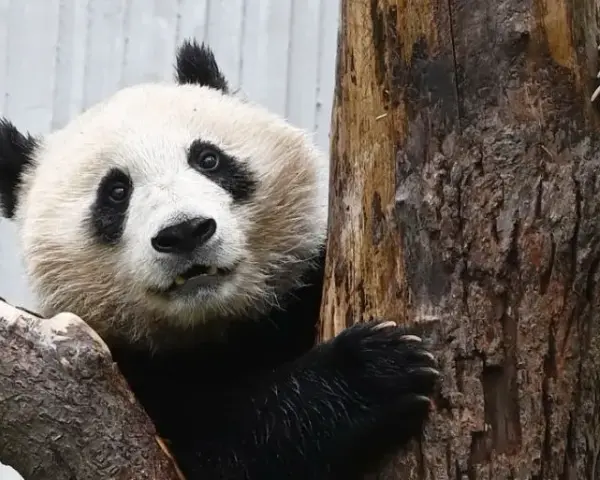 Gdzie żyją pandy? Odkryj ich królestwo w Chinach i Europie!