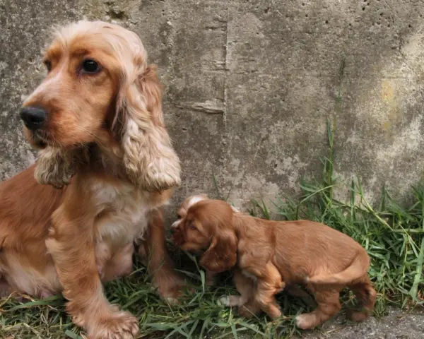 Mama cocker spaniel z szczeniakiem. Zastanawiasz się nad cocker spaniel cena?