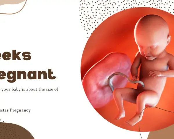 31 ssw: Ein Baby, so groß wie eine Kokosnuss, entwickelt sich im Mutterleib. Dritte Schwangerschaftswoche.