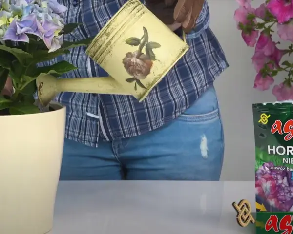 Jaki nawóz do niebieskiej hortensji, aby uzyskać intensywny kolor?