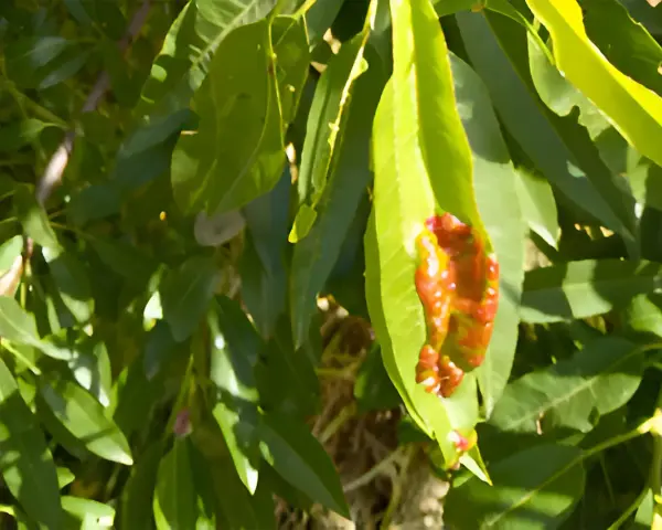 Foglie verdi di mandorlo con macchie rosse e marroni, possibili sintomi di malattie del mandorlo.