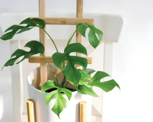 Monstera wsparta na drewnianym stelażu, pokazująca, jak podeprzeć monsterę, by pięknie rosła.