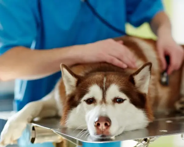 Weterynarz bada psa z wodobrzuszem. Smutne oczy husky patrzą wprost. Ile czasu zostało?