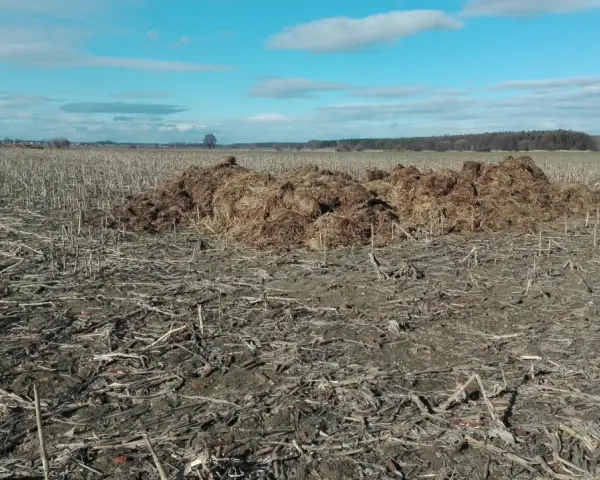 Duża kupa obornika bydlęcego leży na polu po żniwach, gotowa do użyźnienia gleby.