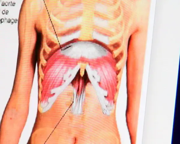Anatomie du diaphragme, montrant les muscles et les structures adjacentes. Une douleur au diaphragme peut affecter la respiration.