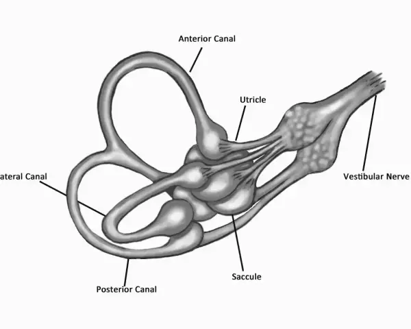Anatomia ucha wewnętrznego: kanały półkoliste, łagiewka, woreczek i nerw przedsionkowy. Pomocne w leczeniu zawrotów głowy, np. przy stosowaniu Betaserc 24.