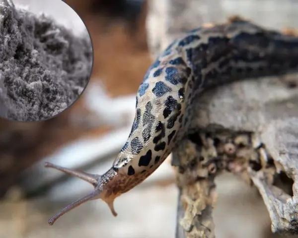 Mączka bazaltowa na ślimaki – naturalny sposób na ochronę ogrodu przed szkodnikami.