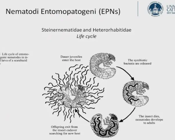 Ciclo vitale di nematodi entomopatogeni: i juvenil entrano nell'ospite, rilasciano batteri, l'insetto muore e i nematodi si sviluppano.