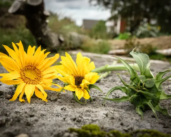 Två solrosor, Helianthus annuus, ligger på en sten. En knopp syns till höger.
