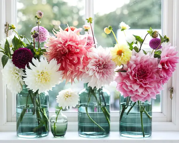 Vaser med dahlia inomhus, i nyanser av rosa, vitt, lila och gult, står på en fönsterbräda.