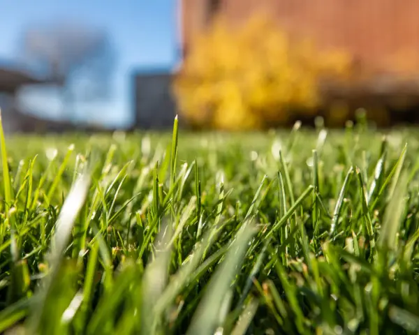 Erba verde brillante, appena trattata con diserbante antigerminello, con gocce di rugiada e sfondo sfocato di casa e alberi.