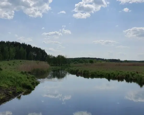 Spokojne jezioro Łańskie odbija błękitne niebo z chmurami. Brzegi porośnięte trawą i trzcinami, w oddali las.