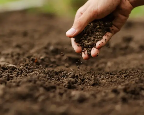 Mano che sparge terra, un passo per capire come rendere acido il terreno per certe piante.