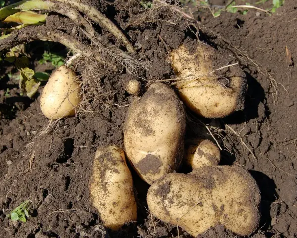 Świeżo wykopane ziemniaki odmiany Bella Rosa, okryte ziemią, leżą na grządce.