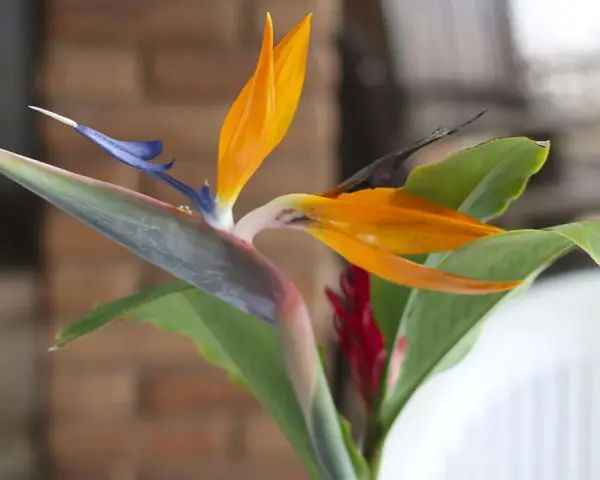 Eine exotische Strelitzie mit leuchtend orangen Blütenblättern und blauem Schnabel. Die **Strelitzie Pflege** ist einfach, wenn sie hell und warm steht.