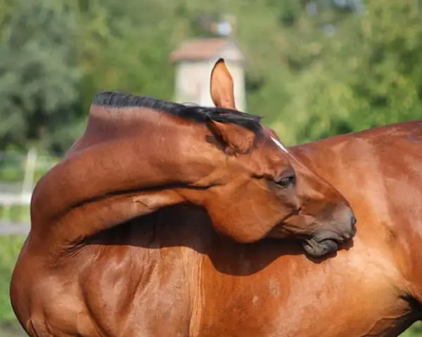 Un cheval brun se gratte le cou avec sa tête, une scène de détente. La crinière noire est visible.