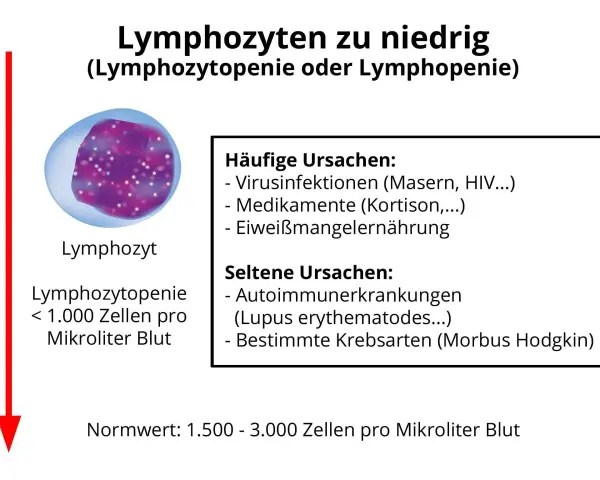 Bild zeigt einen Lymphozyten und erklärt, dass zu niedrige Lymphozyten (Lymphozytopenie) durch Viren, Medikamente oder Mangelernährung verursacht werden können.