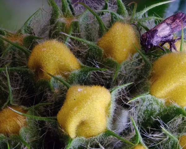 Gros plan d'une plante aux fruits jaunes duveteux et d'un insecte, rendu net grâce au focus stacking.