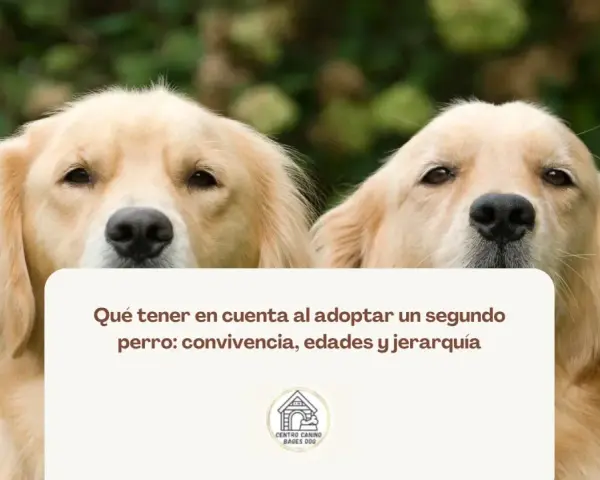 Dos perros dorados observan atentamente. El texto sugiere cómo presentar un cachorro a un perro adulto, considerando la convivencia.