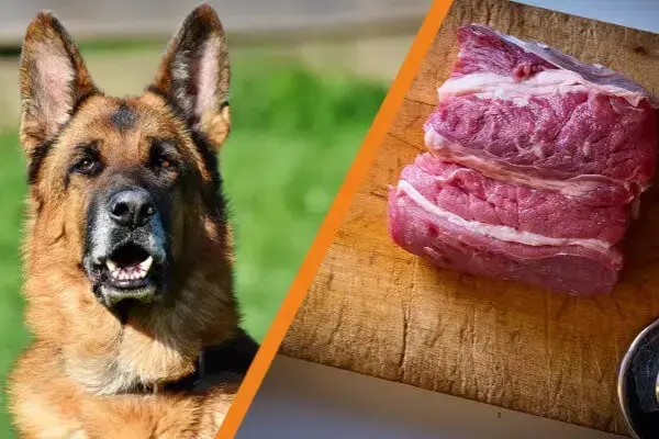 Czy pies może jeść surowe mięso wieprzowe? Sprawdź ryzyko i bezpieczeństwo