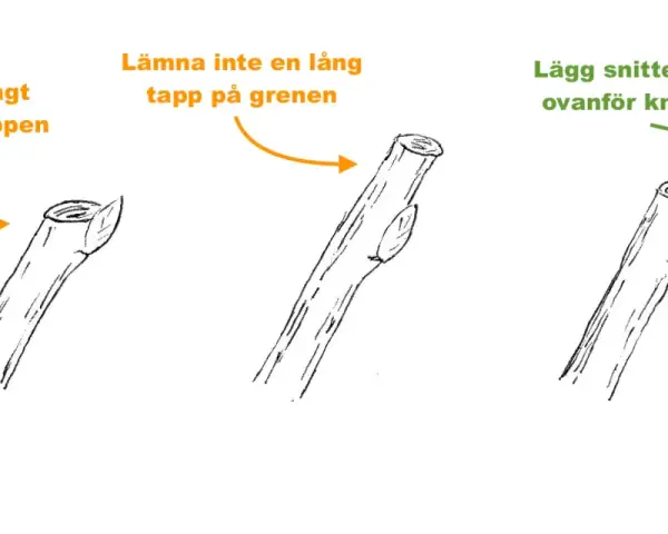 Illustrationer visar hur man beskär ekar. Korrekt beskärning sker strax ovanför en knopp, inte med en lång tapp på grenen.