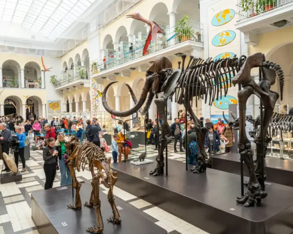 Muzeum Przyrodnicze w Warszawie to świetne miejsce, by dowiedzieć się, co zwiedzić w Warszawie z dziećmi. Szkielety mamutów i dinozaurów robią wrażenie!