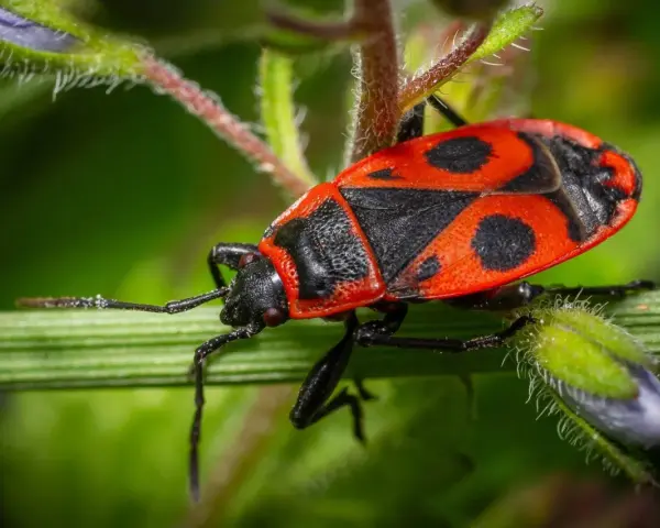 Una cimice rossa, con il suo vivace disegno nero e rosso, si posa su un filo d'erba verde.