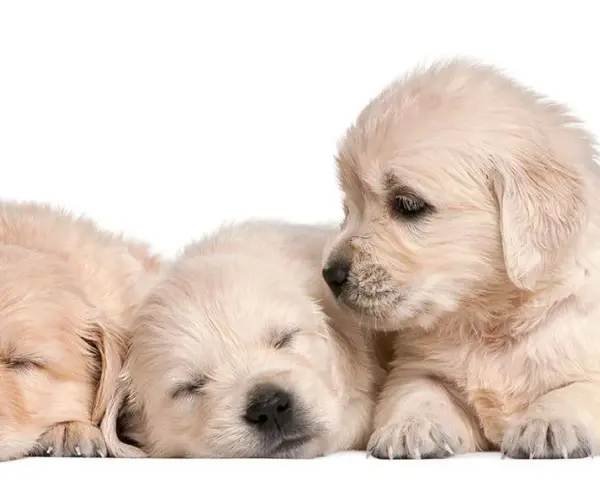 Ile kosztuje golden retriever z hodowli? Poznaj ukryte koszty i różnice