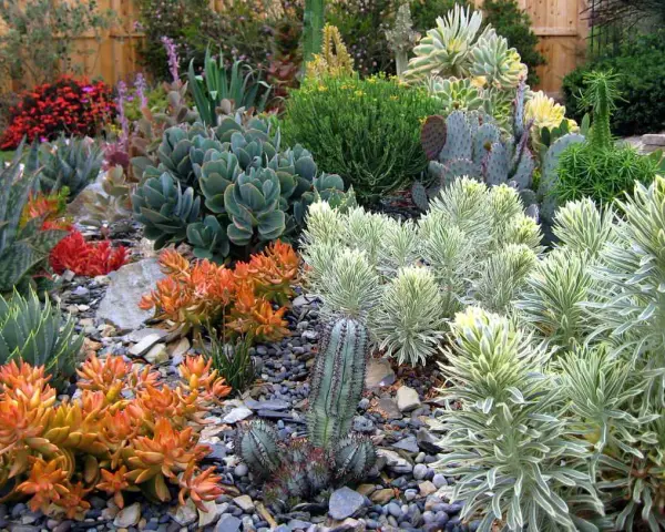 Un giardino moderno con piante grasse dai colori vivaci e forme scultoree, un'oasi di design e natura.