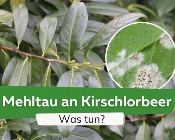 Nahaufnahme von Kirschlorbeerblättern mit Mehltaubefall, einer der häufigsten Kirschlorbeer Krankheiten.