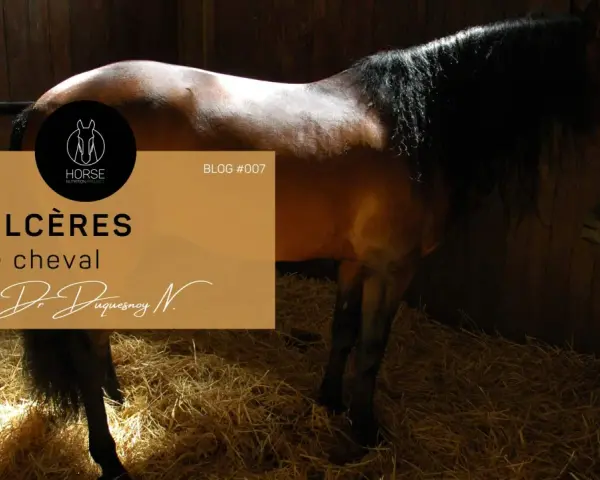 Un cheval dans une stalle, avec un texte sur les ulcères chez le cheval.