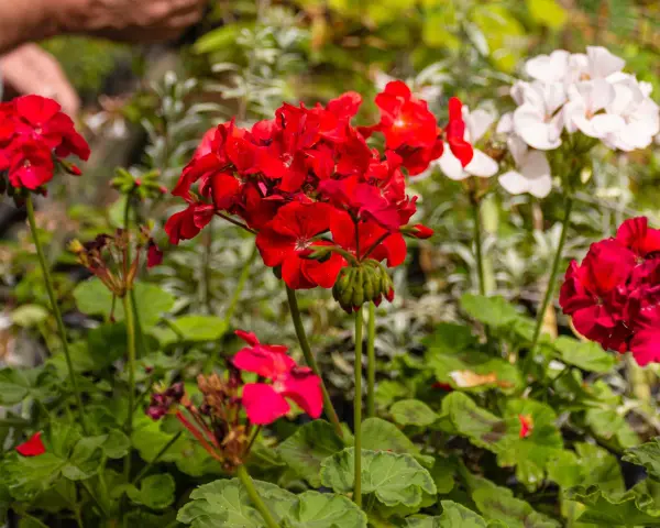 Czerwone i białe pelargonie kwitnące, idealne krzewy na balkon słoneczny.