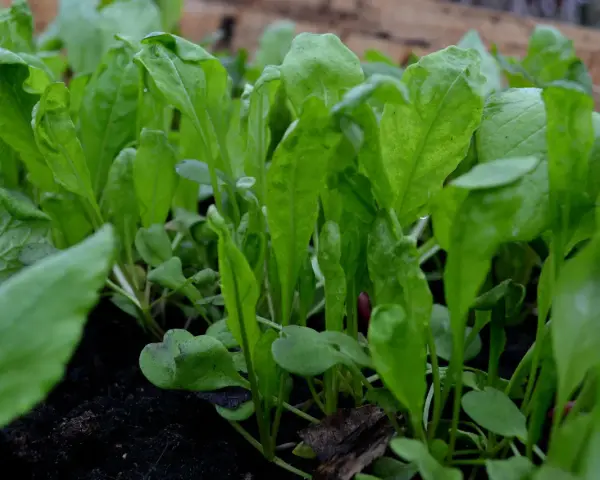 Små, gröna ruccolablad som spirar i mörk jord. Snart redo att odla och skörda för en god sallad.