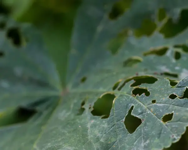 Hoja verde con agujeros, evidencia de antracnosis en plantas.