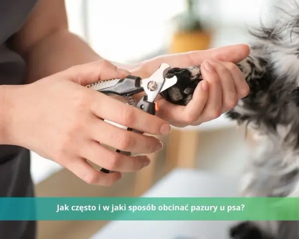 Czy weterynarz obcina pazury psu? Ważne informacje dla właścicieli