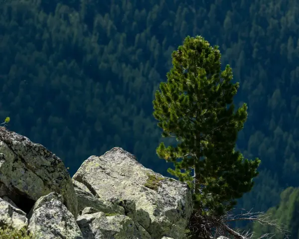 Limba, wysoka i smukła, wyrasta z kamienistego zbocza, otoczona gęstym lasem iglastym.
