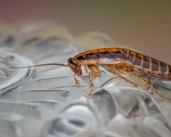 Cucaracha sobre superficie transparente. ¿Buscas cómo fumigar cucarachas casero?