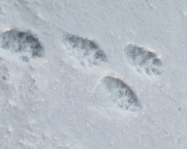 Une empreinte martre dans la neige fraîche, révélant les détails de ses pattes agiles.