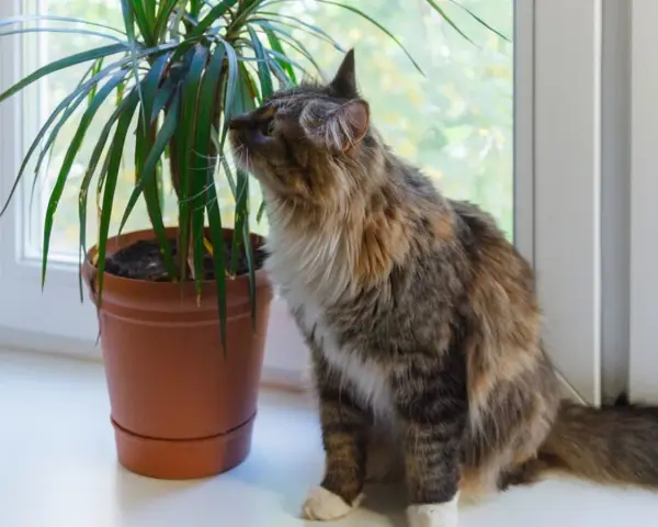 Puszysty kotek ciekawie wącha dracenę. Czy dracena jest trująca dla kota? Warto to sprawdzić, zanim kotek się nią zainteresuje.
