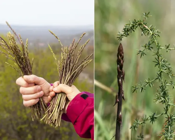 Mani che raccolgono asparagi selvatici, con un primo piano di un germoglio scuro e la sua pianta verde e spinosa.