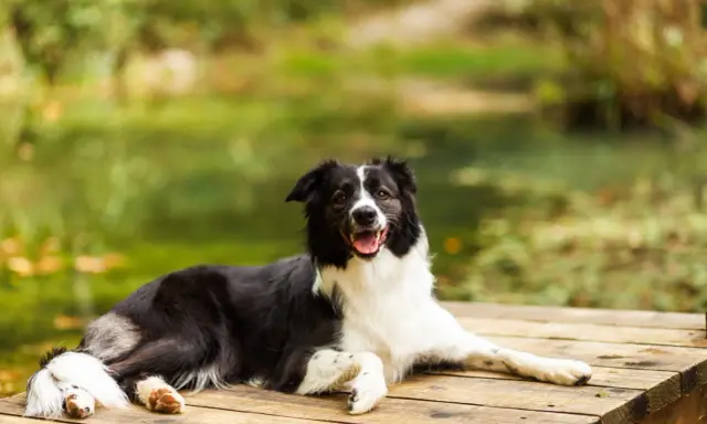 Szczęśliwy pies rasy border collie odpoczywa na drewnianym pomoście. Idealne mazury z psem, relaks nad wodą.