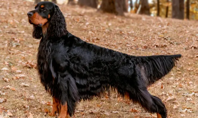 Un magnifique setter Gordon, au pelage noir et feu, se tient fièrement sur un tapis de feuilles d'automne.