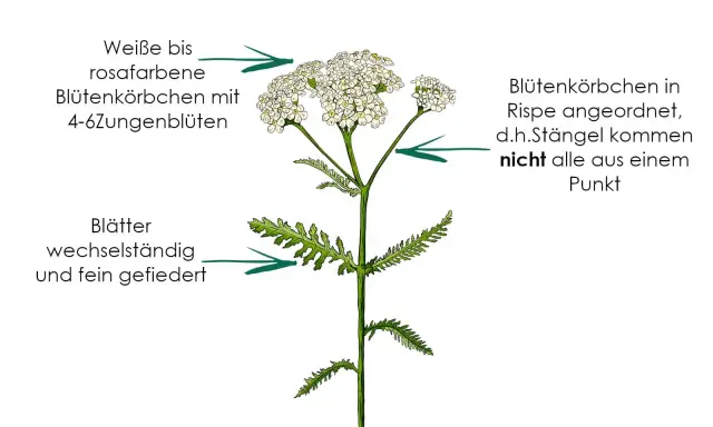 Schafgarbe mit weißen bis rosafarbenen Blütenkörbchen und fein gefiederten Blättern. Die eberkraut wirkung ist vielfältig.