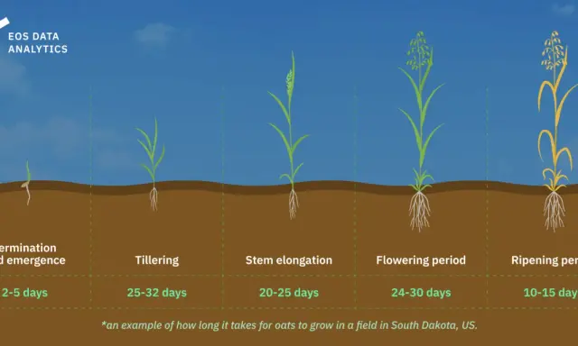 Oats germination takes 2-5 days. The image shows oat growth stages from germination to ripening, illustrating when to plant oats for optimal growth.