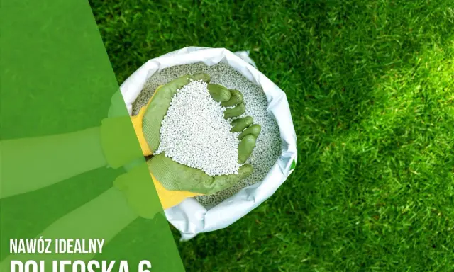 Ręce w zielonych rękawiczkach trzymają nawóz Polifoska 6 z worka, gotowe do użyźnienia trawnika.