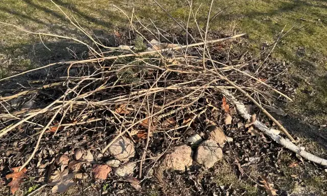 Stos gałęzi i liści na trawniku. Czy można palić gałęzie na wsi? To stos do rozpalenia ogniska.