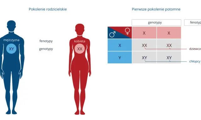Kobieta z chromosomami XY? Zrozum złożoność biologii płci