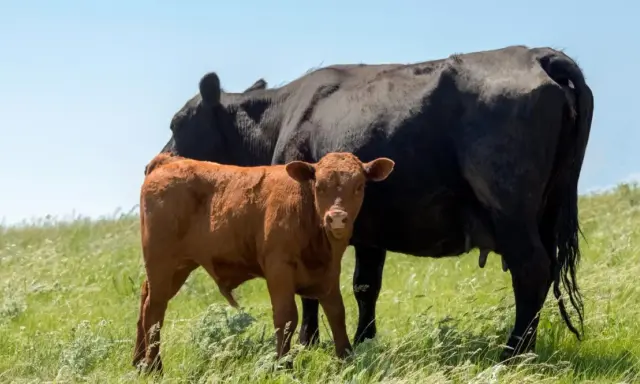 A brown calf stands beside a black cow in a grassy field, a scene that could be impacted by hypomagnesemia in cattle.