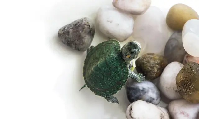 Un piccolo cucciolo di tartaruga d'acqua esplora un letto di ciottoli lisci e colorati.